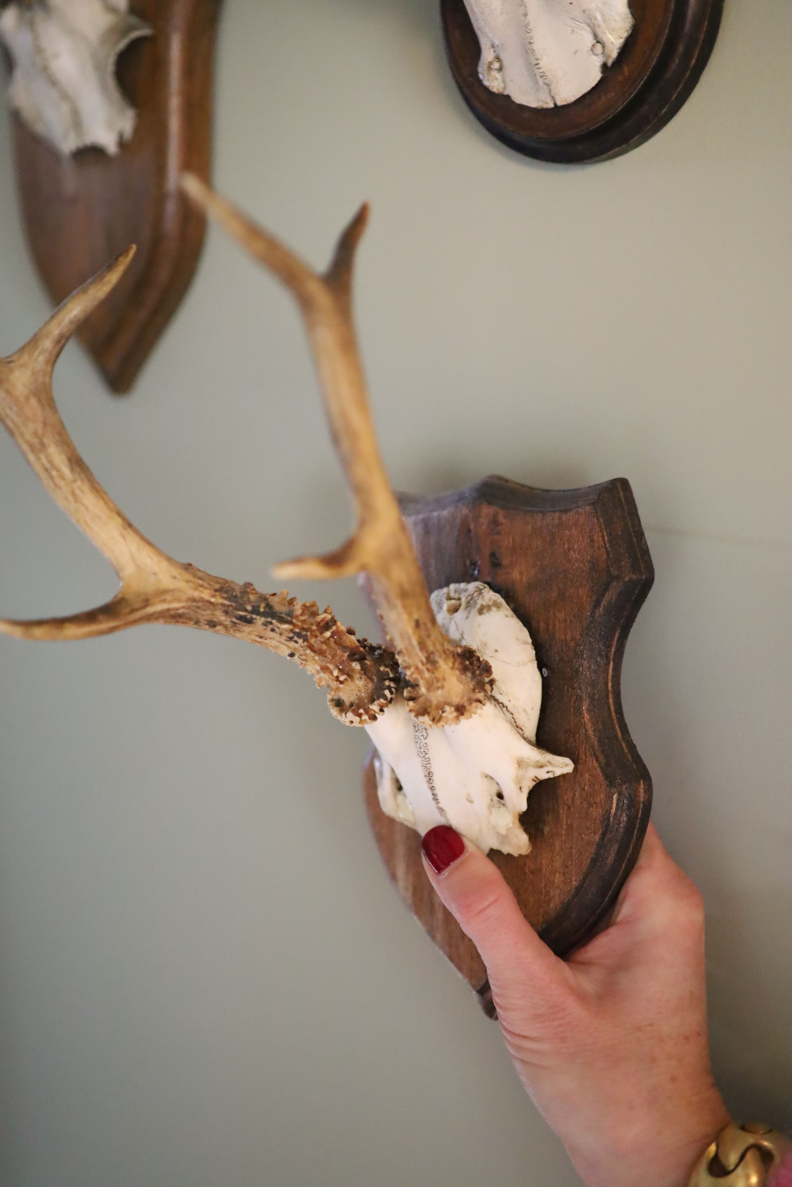 A group of five wall mounted roe deer, largest 30cm